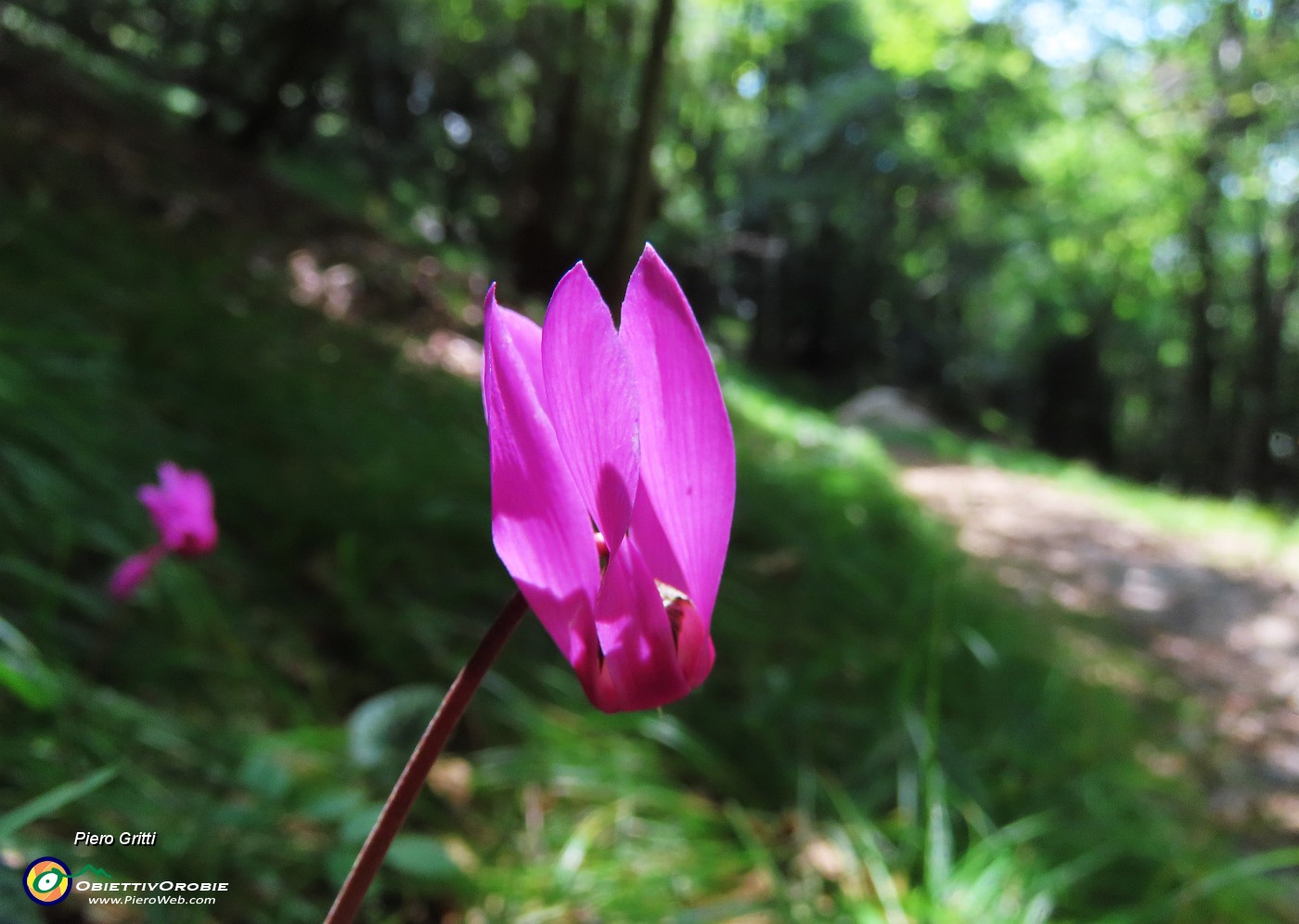 61 Cyclamen (Ciclamini).JPG